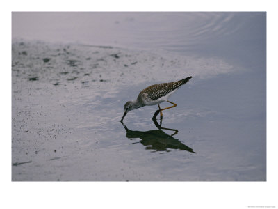 A Sandpiper Skims The Water For A Meal In The Meadowlands by Melissa Farlow Pricing Limited Edition Print image