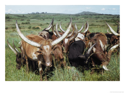 Long-Horned Ankole Cattle Of Southwestern Uganda by W. Robert Moore Pricing Limited Edition Print image