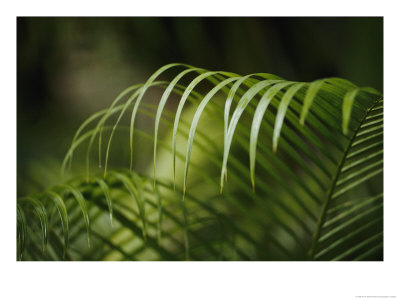 Close View Of The Curling Palm Fronds by Anne Keiser Pricing Limited Edition Print image