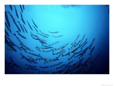 A School Of Barracuda Fish Swim In A Circular Motion by Wolcott Henry Pricing Limited Edition Print image