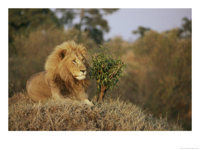 A Male African Lion Proudly Looks Over Its Domain by Roy Toft Pricing Limited Edition Print image