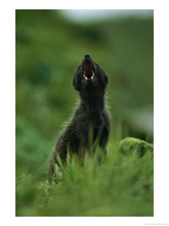 Close View Of A Vocalizing Arctic Fox by Joel Sartore Pricing Limited Edition Print image