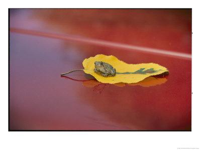 A Frog Rests On A Yellow Leaf That Sits On A Red Car by Vlad Kharitonov Pricing Limited Edition Print image