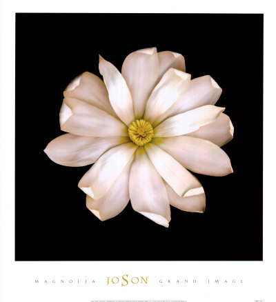 Magnolia by Joson Pricing Limited Edition Print image