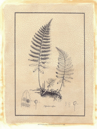 Fern Ii by Samuel Curtis Pricing Limited Edition Print image
