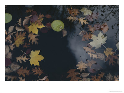 Autumn Leaves Float In A Pond by Stephen Alvarez Pricing Limited Edition Print image