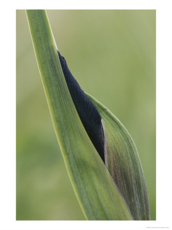 Close View Of A Wild Iris Bud by Tom Murphy Pricing Limited Edition Print image