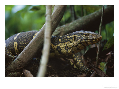Close View Of A Nile Monitor (Varanus Niloticus) Crawling Through The Undergrowth by Michael Nichols Pricing Limited Edition Print image