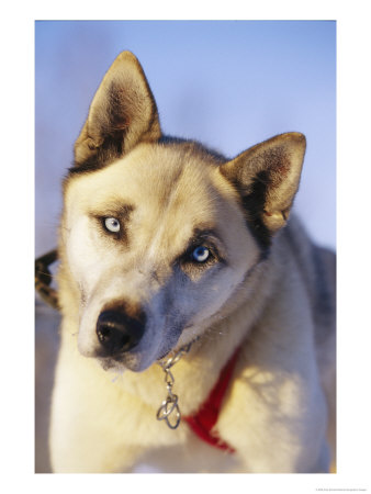 Portrait Of A Blue-Eyed Husky by Paul Nicklen Pricing Limited Edition Print image