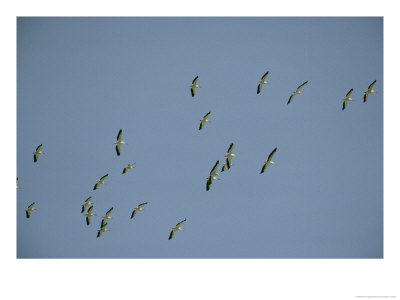Flock Of Eastern White Pelicans In Flight by Klaus Nigge Pricing Limited Edition Print image
