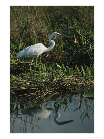 White Great Blue Heron In Pickerel Weeds And Marsh Reeds by Raymond Gehman Pricing Limited Edition Print image