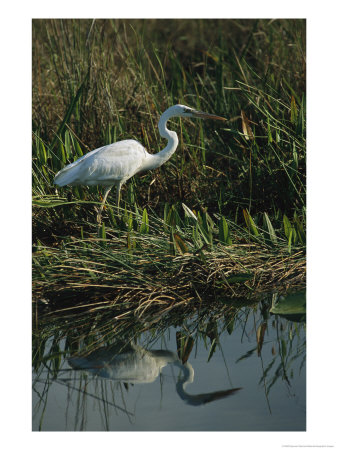 White Great Blue Heron In Pickerel Weeds And Marsh Reeds by Raymond Gehman Pricing Limited Edition Print image