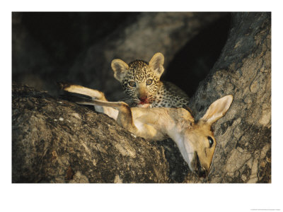 Leopard Cub Gets A Taste Of A Recently Killed Impala by Kim Wolhuter Pricing Limited Edition Print image