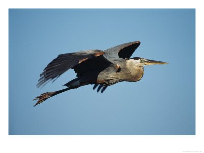 Great Blue Heron In Flight by Klaus Nigge Pricing Limited Edition Print image