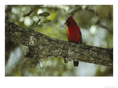 Male Cardinal Perches On A Tree Branch by Klaus Nigge Pricing Limited Edition Print image