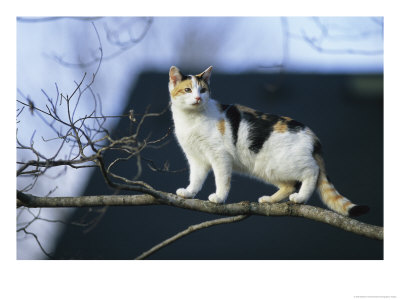 Cat Climbs A Tree by Stephen Alvarez Pricing Limited Edition Print image