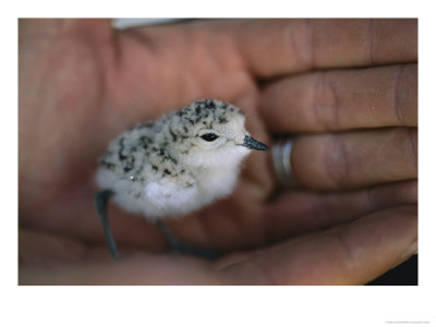 A Chick Of A Ground-Dwelling Bird Is Cradled In A Mans Hands by Joel Sartore Pricing Limited Edition Print image