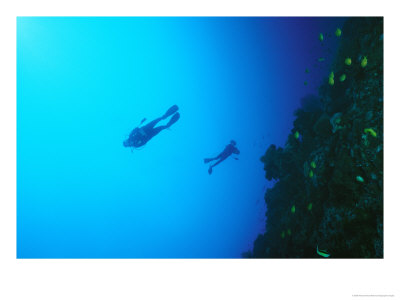 Divers Swimming Above A Reef With Colorful Fish by Wolcott Henry Pricing Limited Edition Print image