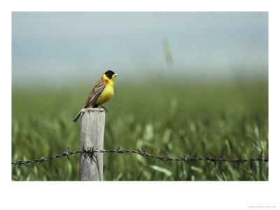 A Black-Headed Bunting Perches On A Fence Post, Emberiza Melanocephala by Klaus Nigge Pricing Limited Edition Print image