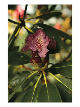 Close View Of A Blooming Rhododendron by Raymond Gehman Pricing Limited Edition Print image