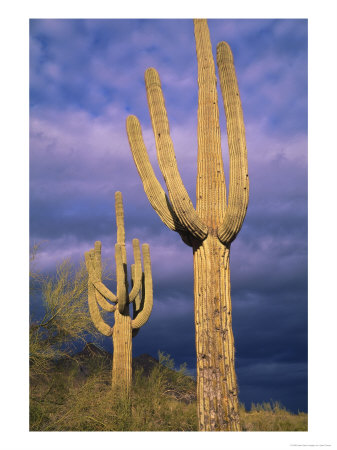 Saguaro Cacti With Storm Clouds Approaching, Az by Jules Cowan Pricing Limited Edition Print image