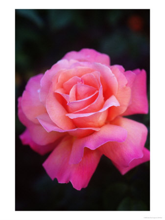 Pink Rose by Elfi Kluck Pricing Limited Edition Print image