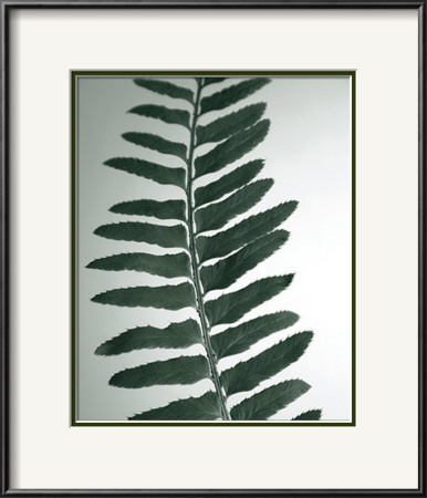 Fern Detail I by Boyce Watt Pricing Limited Edition Print image