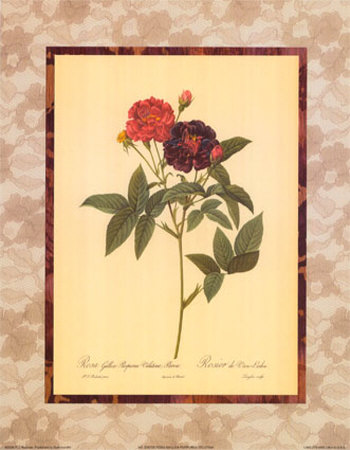 Rosa Gallica Purpurea Velutina by Pierre-Joseph Redouté Pricing Limited Edition Print image