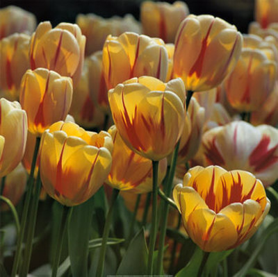 Tulips by Vitantonio Dell'orto Pricing Limited Edition Print image