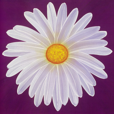 Daisy, September 3Rd by Claire Davies Pricing Limited Edition Print image