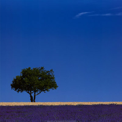Lavender by Vitantonio Dell'orto Pricing Limited Edition Print image