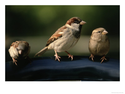 Sparrows, Central Park, Nyc by Rudi Von Briel Pricing Limited Edition Print image
