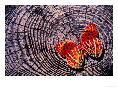 Tree Rings And Butterfly by Scott Berner Pricing Limited Edition Print image