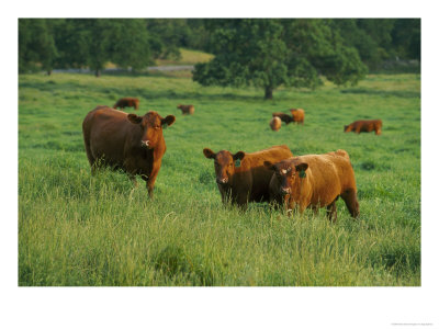Red Angus Cow With Calves In Field by Inga Spence Pricing Limited Edition Print image