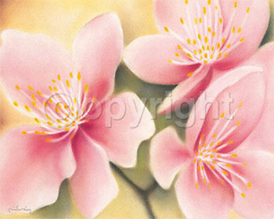 Dainty Apple Blossoms by Caroline Wenig Pricing Limited Edition Print image