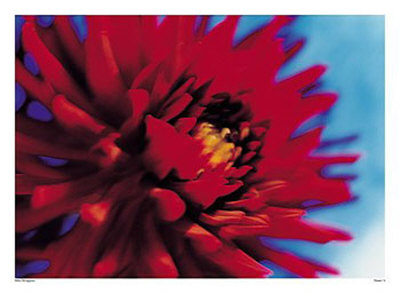 Flower V by Mika Ninagawa Pricing Limited Edition Print image