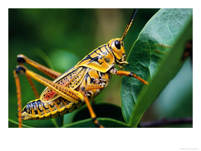 Grasshopper, U.S.A. by Greg Johnston Pricing Limited Edition Print image