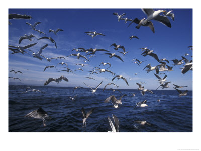 Kelp Gulls, South Africa by Stuart Westmoreland Pricing Limited Edition Print image