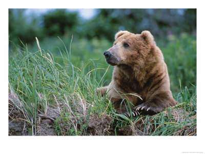 Male Brown Bear, Alaska Peninsula, Katmai National Park, Alaska, Usa by Dee Ann Pederson Pricing Limited Edition Print image