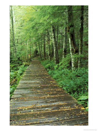 Trail Of The Shadows, Mt. Rainier National Park, Washington, Usa by Jamie & Judy Wild Pricing Limited Edition Print image