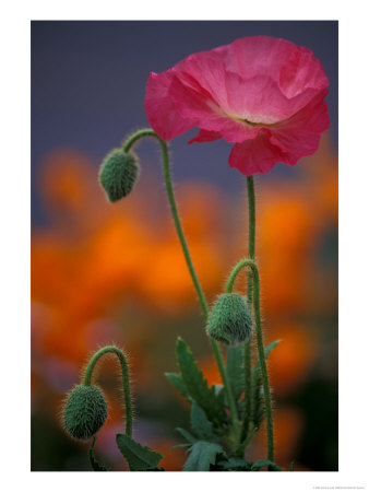Shirley Mixed Poppy, Port Townsend, Washington, Usa by Jamie & Judy Wild Pricing Limited Edition Print image
