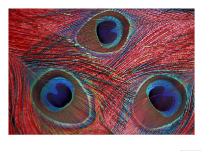 Peacock Feathers Pattern, Washington, Usa by Jamie & Judy Wild Pricing Limited Edition Print image