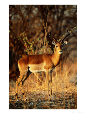 Impala (Aepyceros Melampus) Standing In Sun, Ruaha National Park, Tanzania by Ariadne Van Zandbergen Pricing Limited Edition Print image