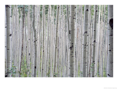 A Grove Of Aspen Trees Outside Aspen, Colorado by Taylor S. Kennedy Pricing Limited Edition Print image