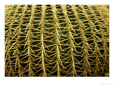 A Close View Of The Sharp And Spiney Pattern Of A Barrel Cactus by Stephen St. John Pricing Limited Edition Print image