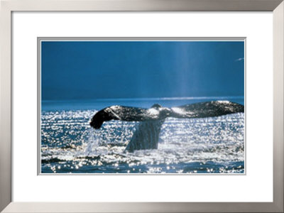 Sunlight On Whale Tail by Art Wolfe Pricing Limited Edition Print image