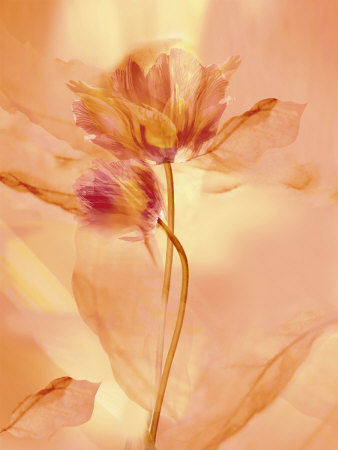 Transparence Vii by Robin Pricing Limited Edition Print image