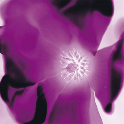 Purple Flower by Prades Fabregat Pricing Limited Edition Print image