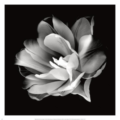 Radiant Tulip Ii by Donna Geissler Pricing Limited Edition Print image