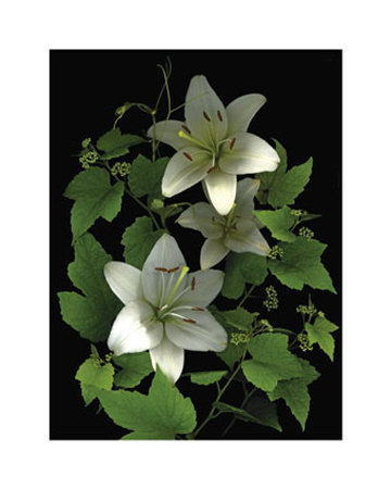White Lilies by Susan Barmon Pricing Limited Edition Print image